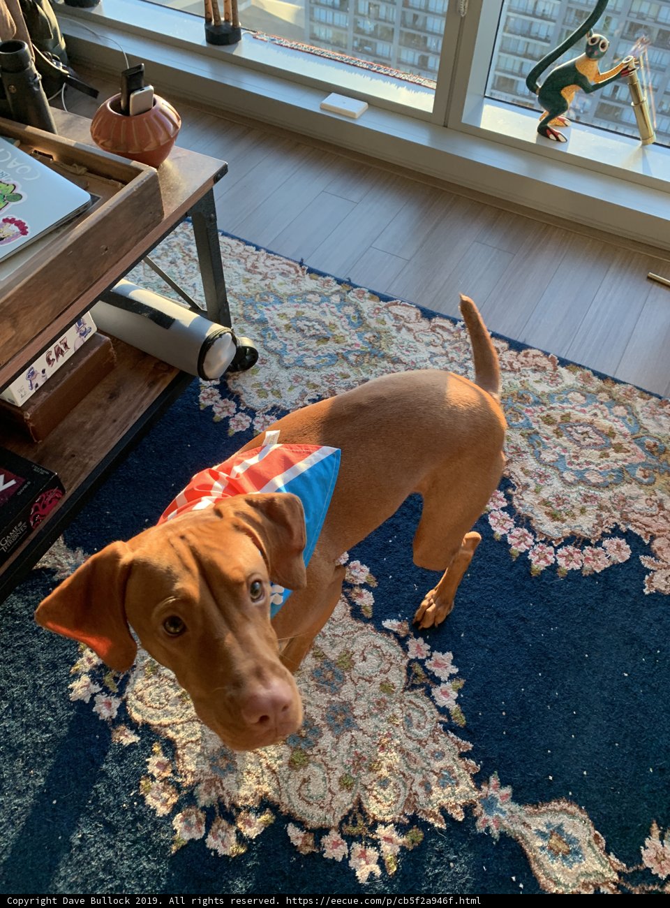 Patriot Pup