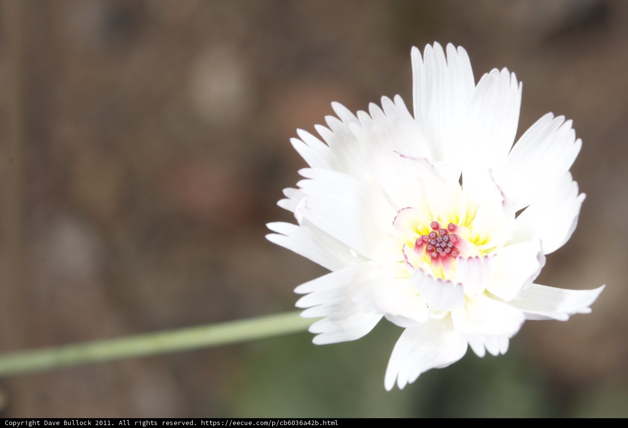 White Daisy Flower with Yellow Center