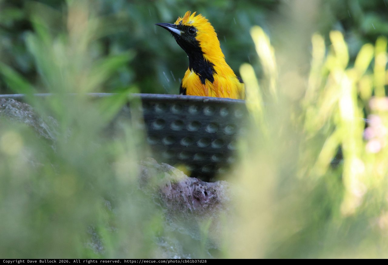 Hooded Oriole Perched Among Garden Foliage