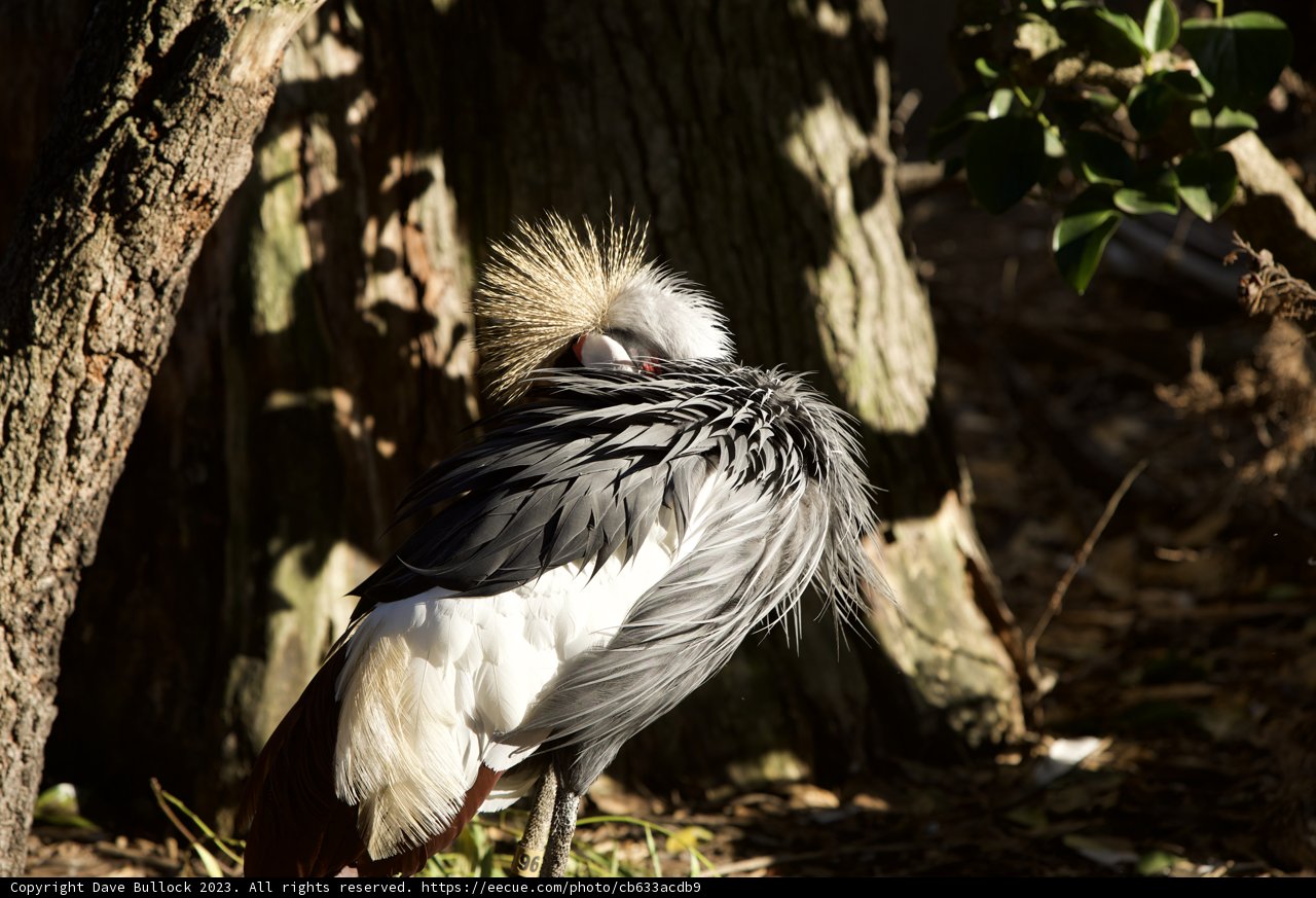 Mohawk Master of the Woods