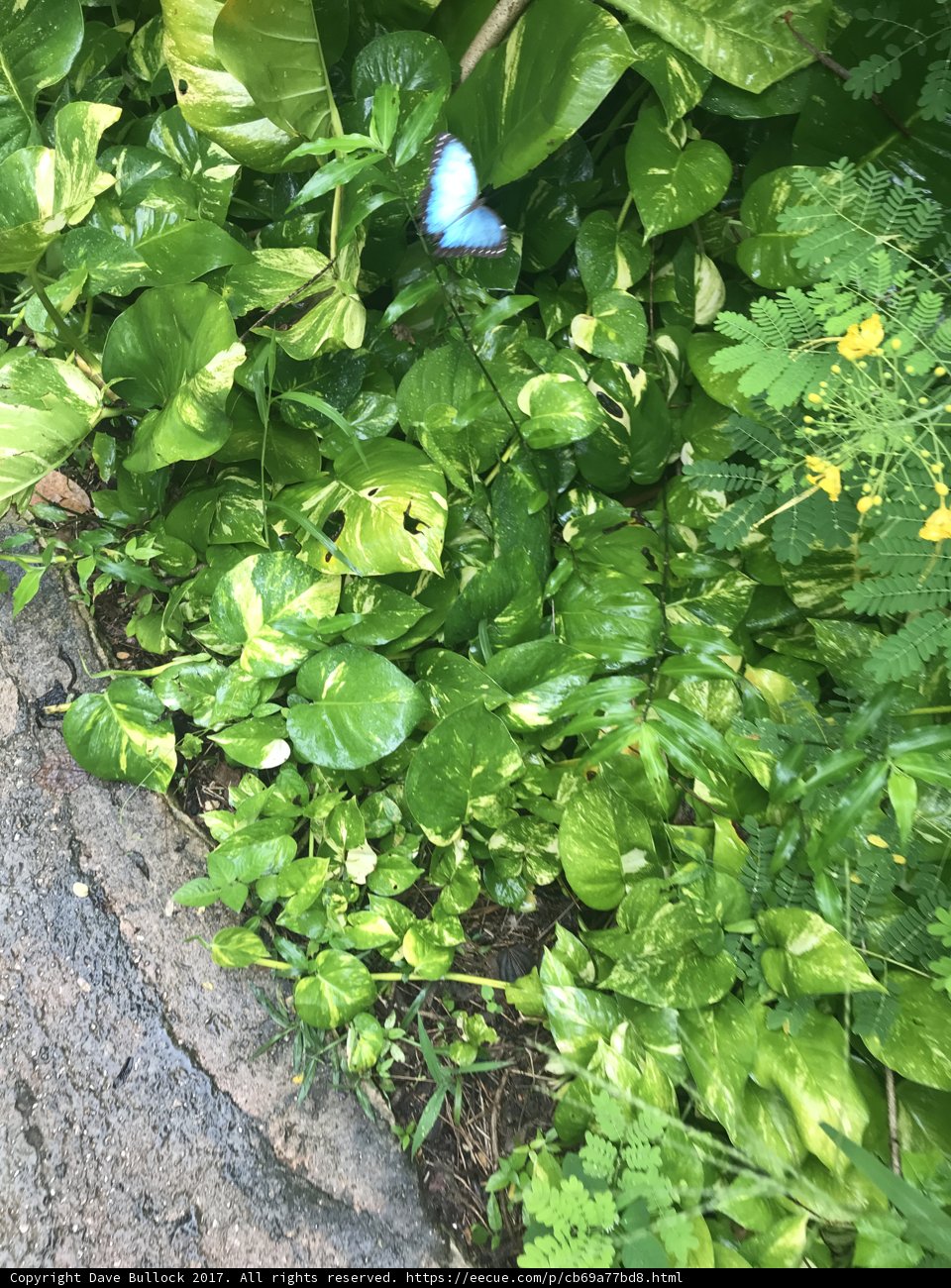 Blue Butterfly in a Garden Oasis