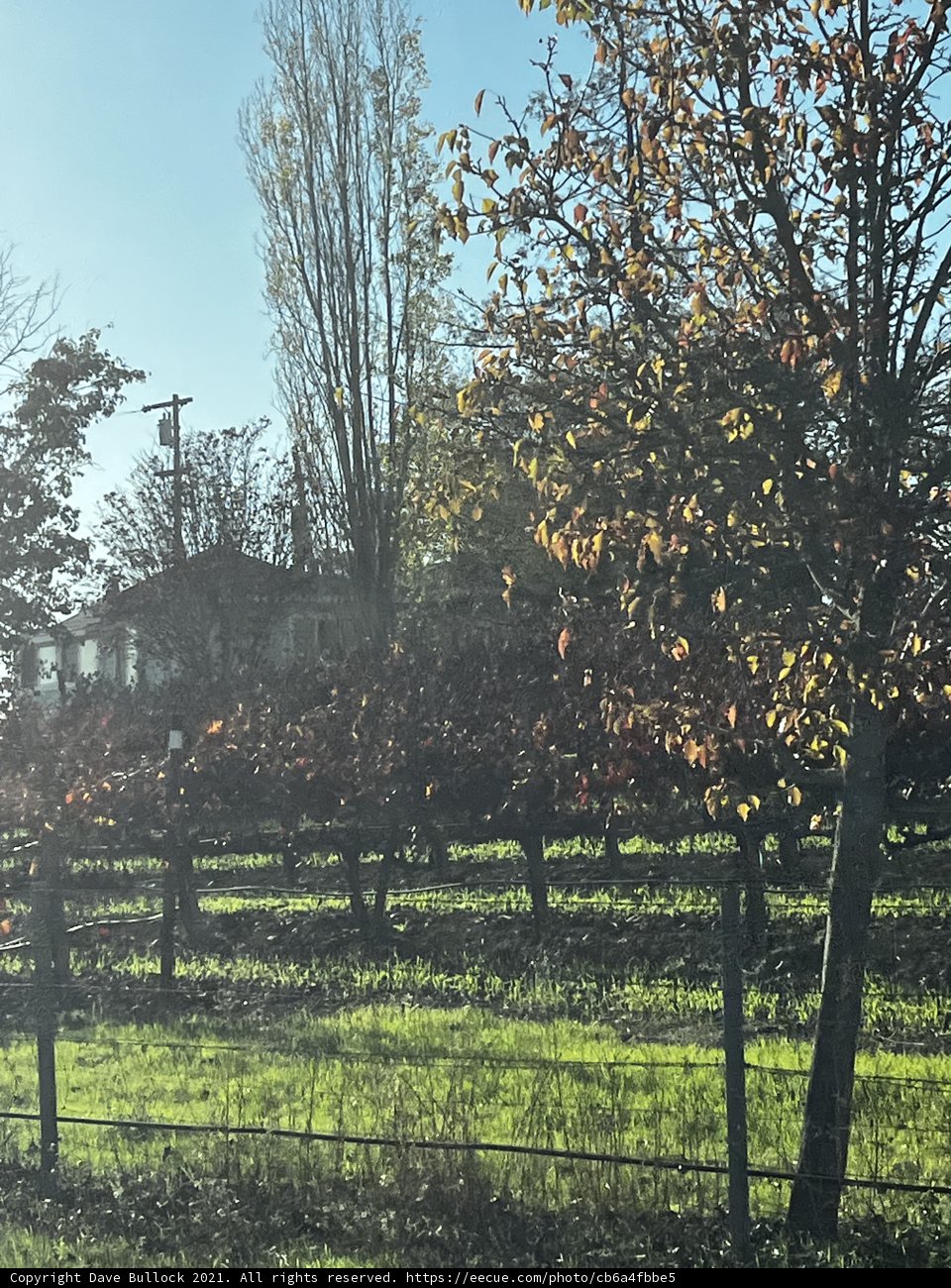 Idyllic Vineyard View
