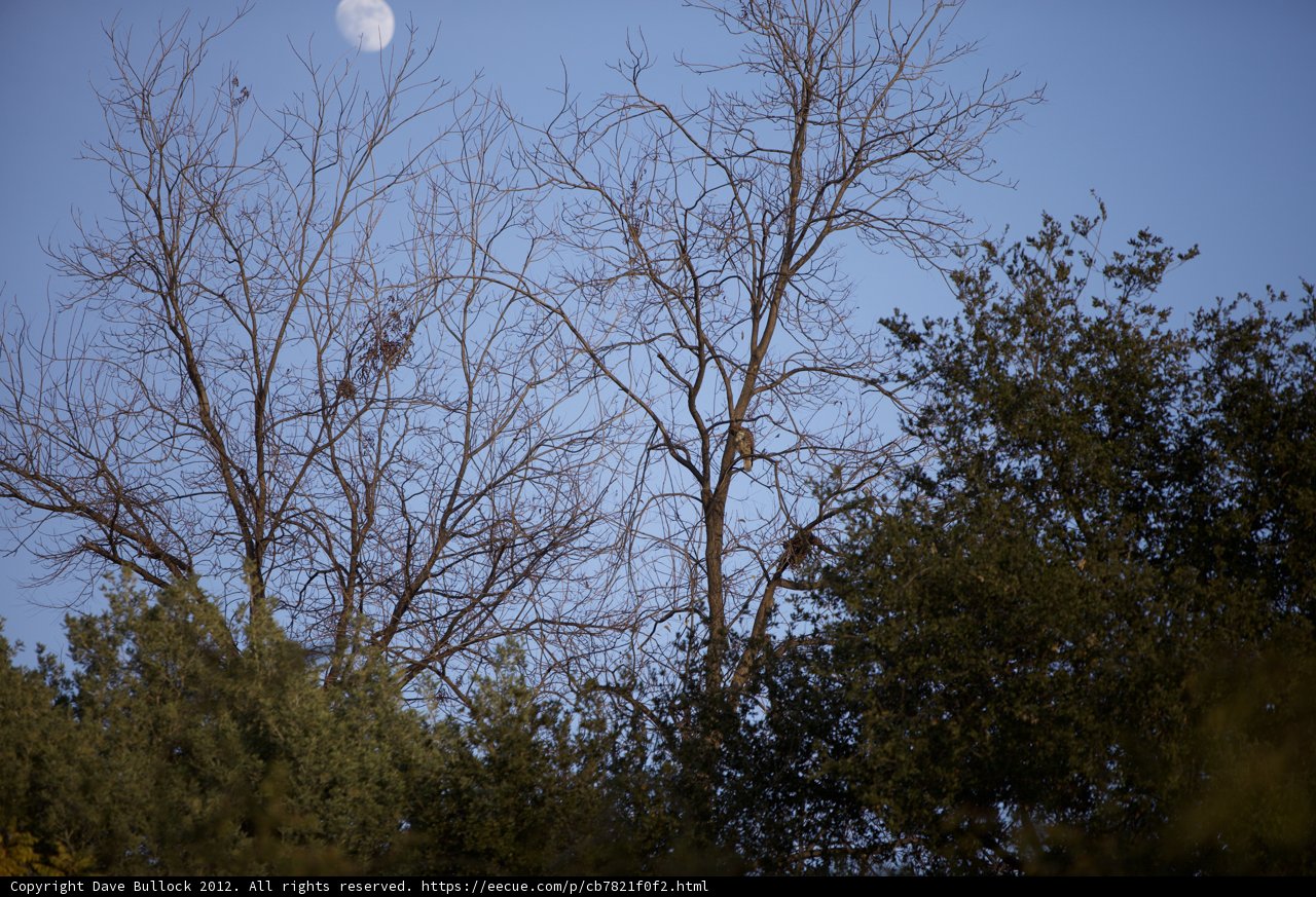 Moonlit Tree