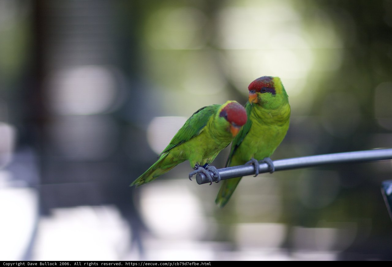 Bird Watching