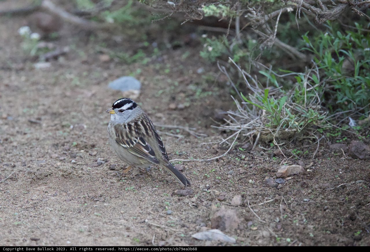 A Glimpse of White-Crowned Sparrow in San Diego