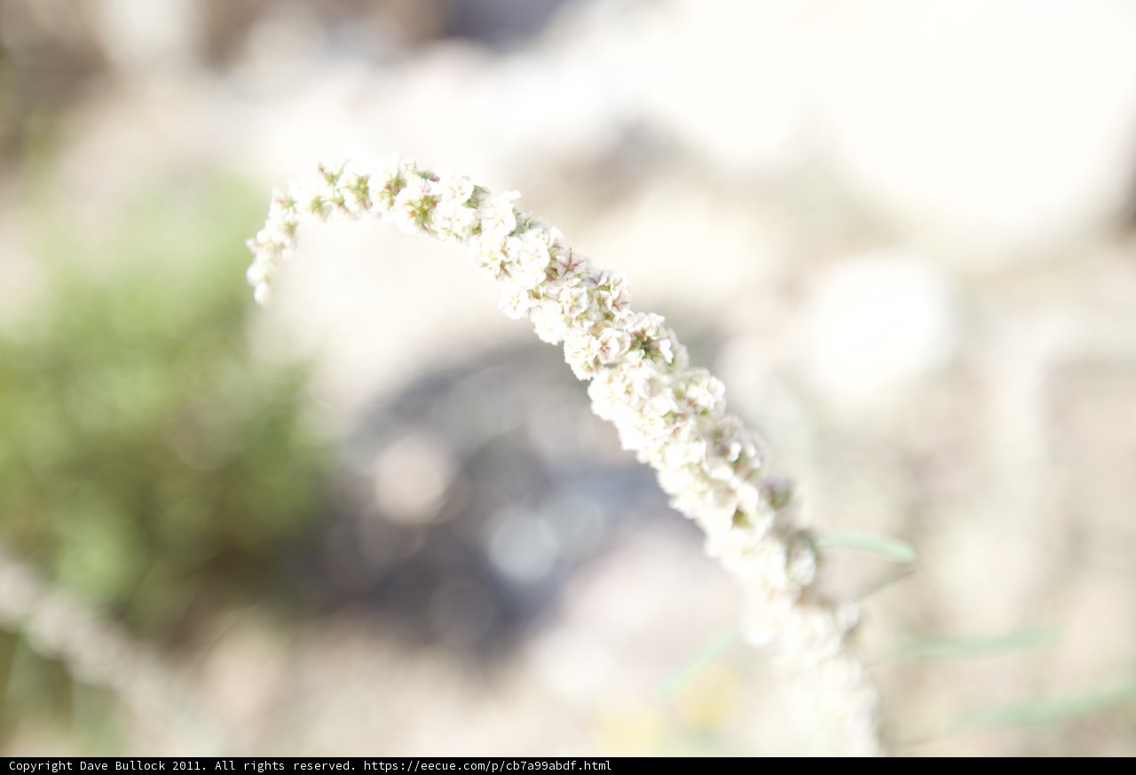 White Flowering Plant amidst Desert Grass