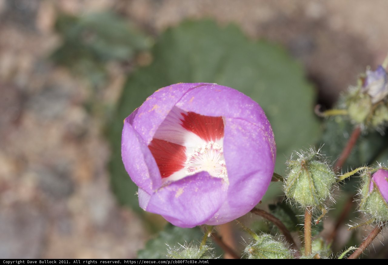Purple Geranium Flower with White Center