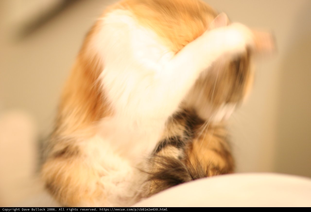 Fuzzy Feline Affection