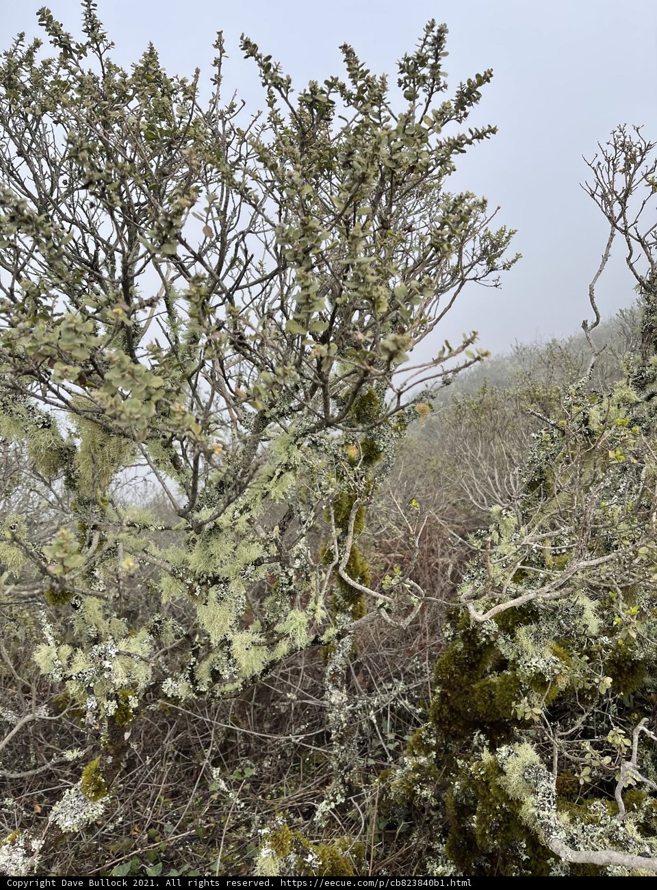 Enveloped in Fog