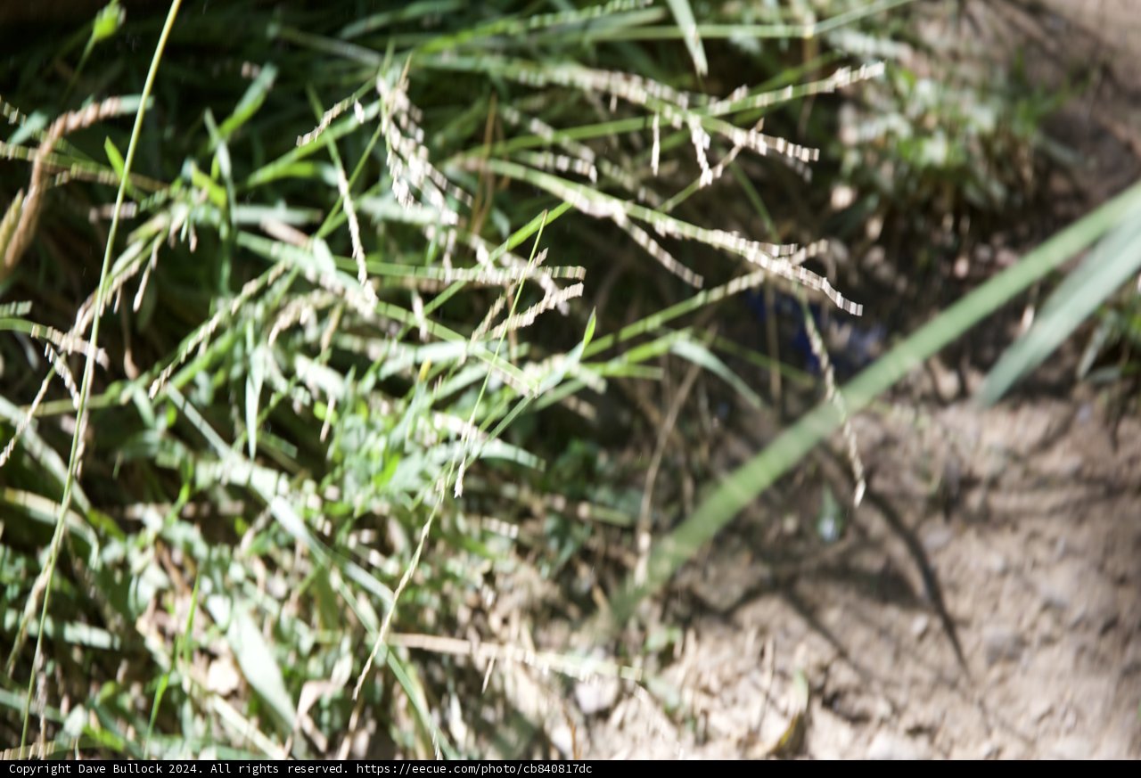 Whisper of the Wild Grass