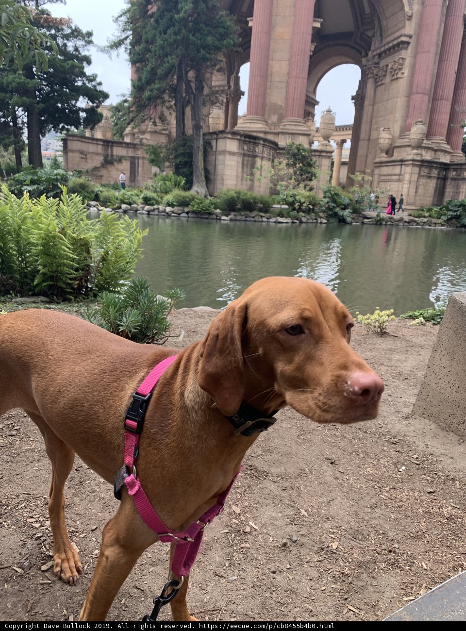 Pink-Collared Vizsla in Front of the Palace of Fine Arts Fountain