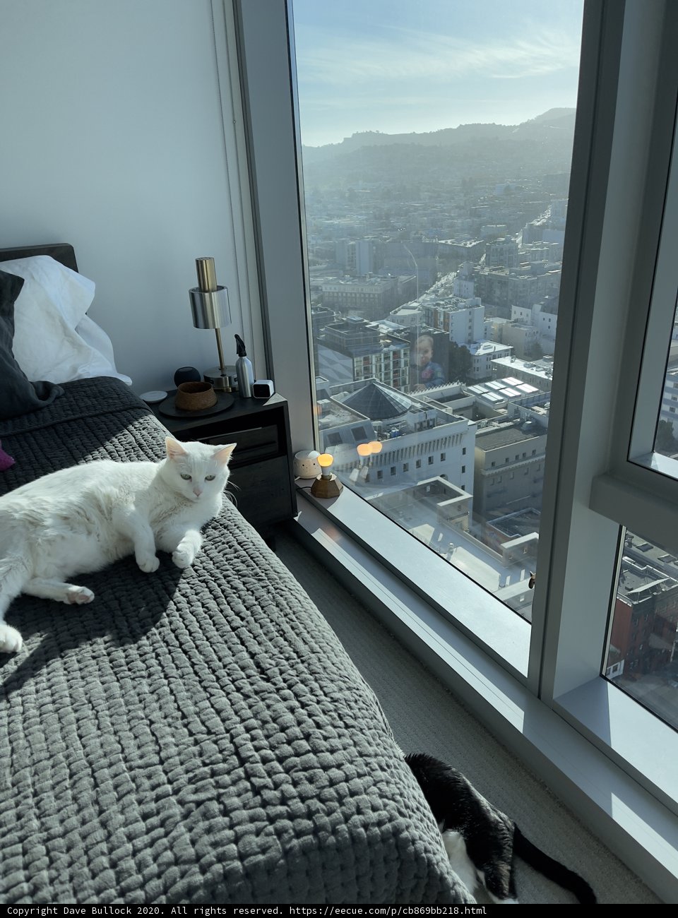 City Cat Naps in San Francisco Condo