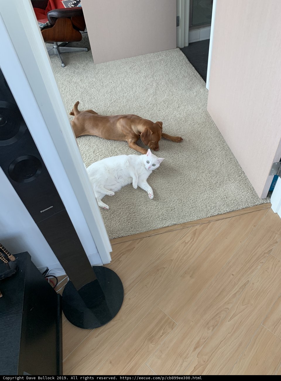 Companionship on the Hardwood Floor