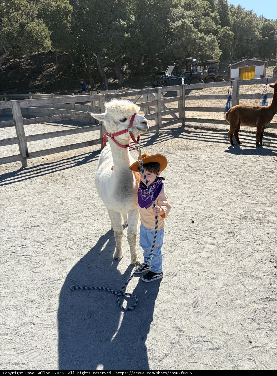 Little Cowboy's Day Out