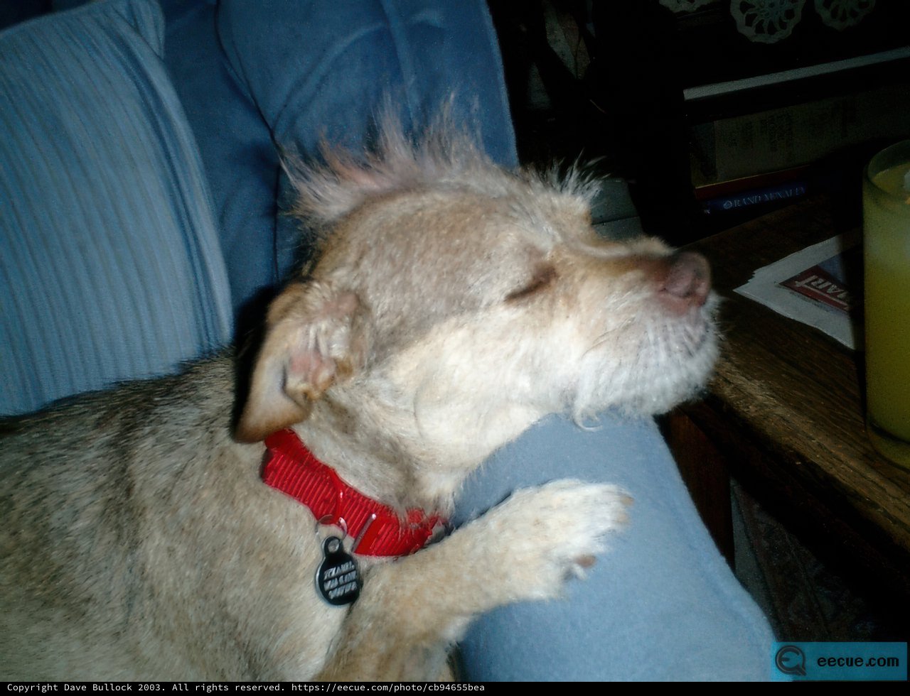 Comfortable Canine