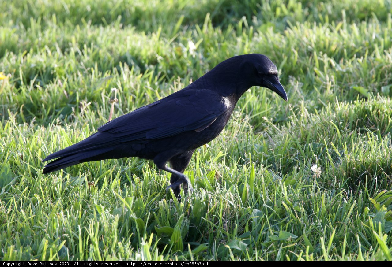 The Solitary Raven of Fort Mason