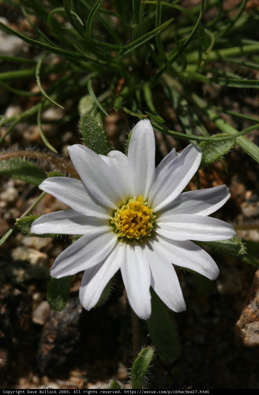 Rocky Daisy