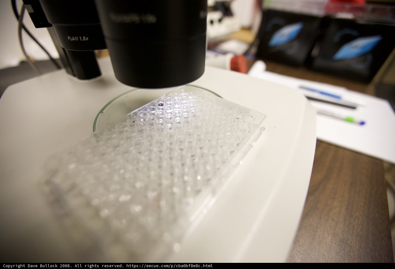 Examining the Cell
