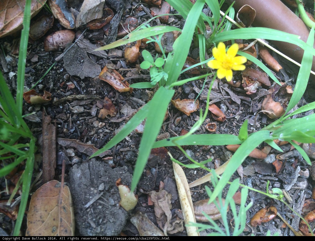 Sunny Yellow Blossom