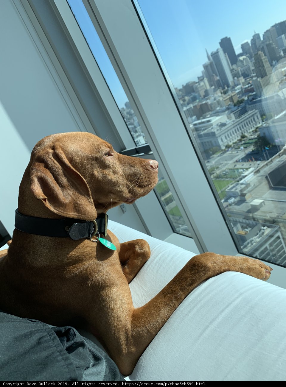 Urban Canine Relaxation