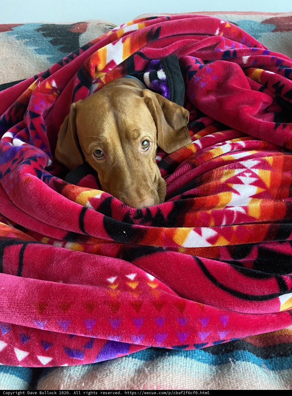 Cozy Canine on a SF Bed