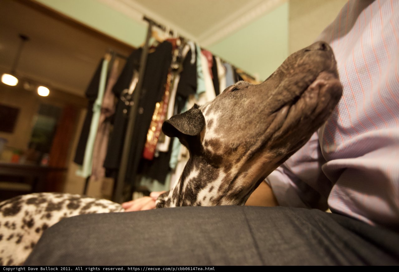 Bonding with a Greyhound