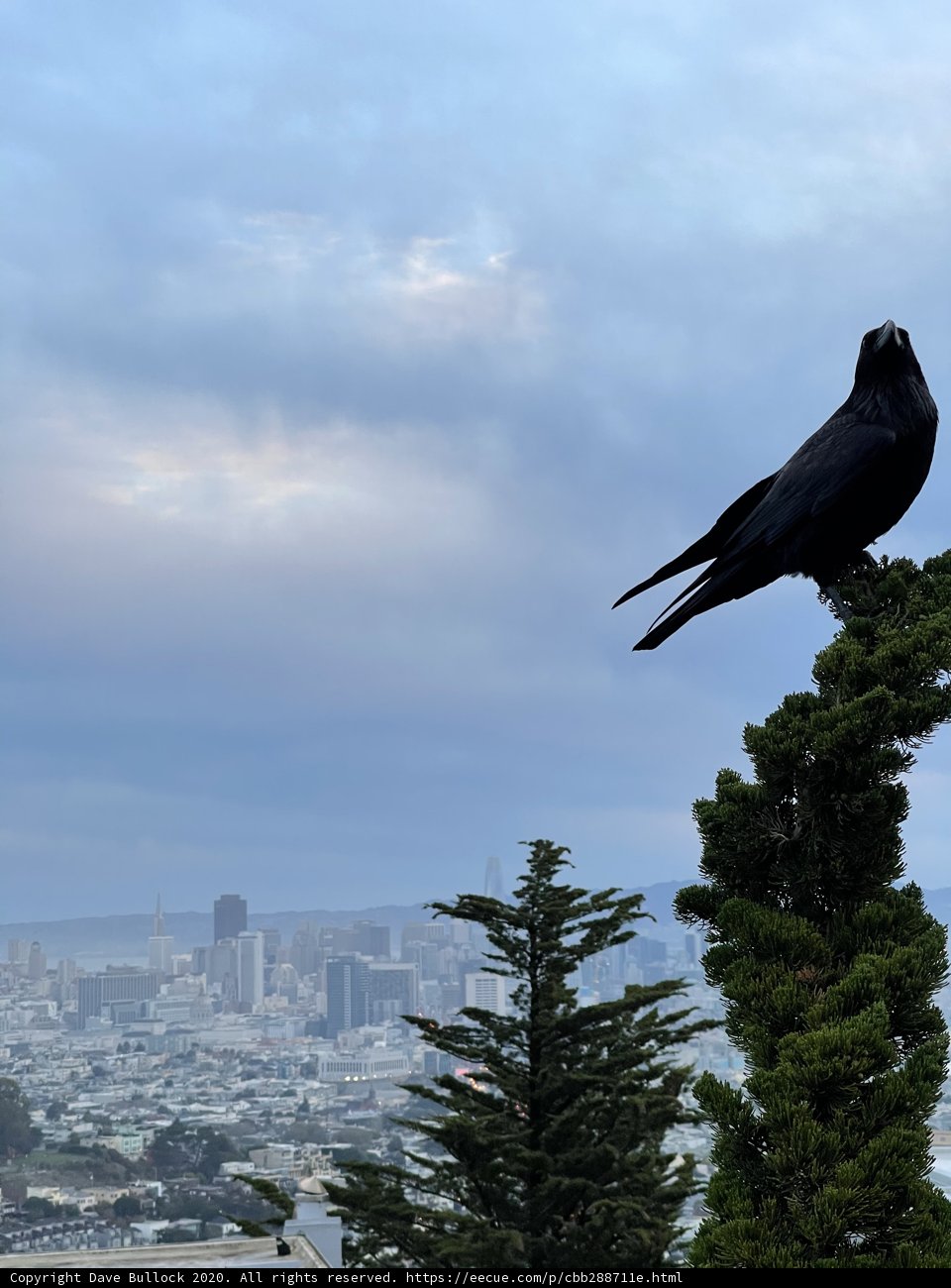 Urban Birdwatcher