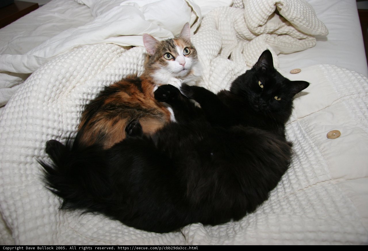 Double Trouble