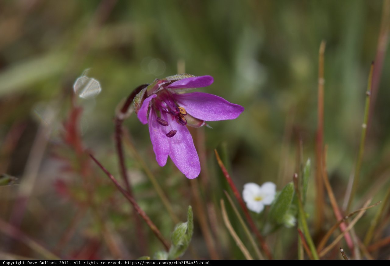Solo Purple Bloom