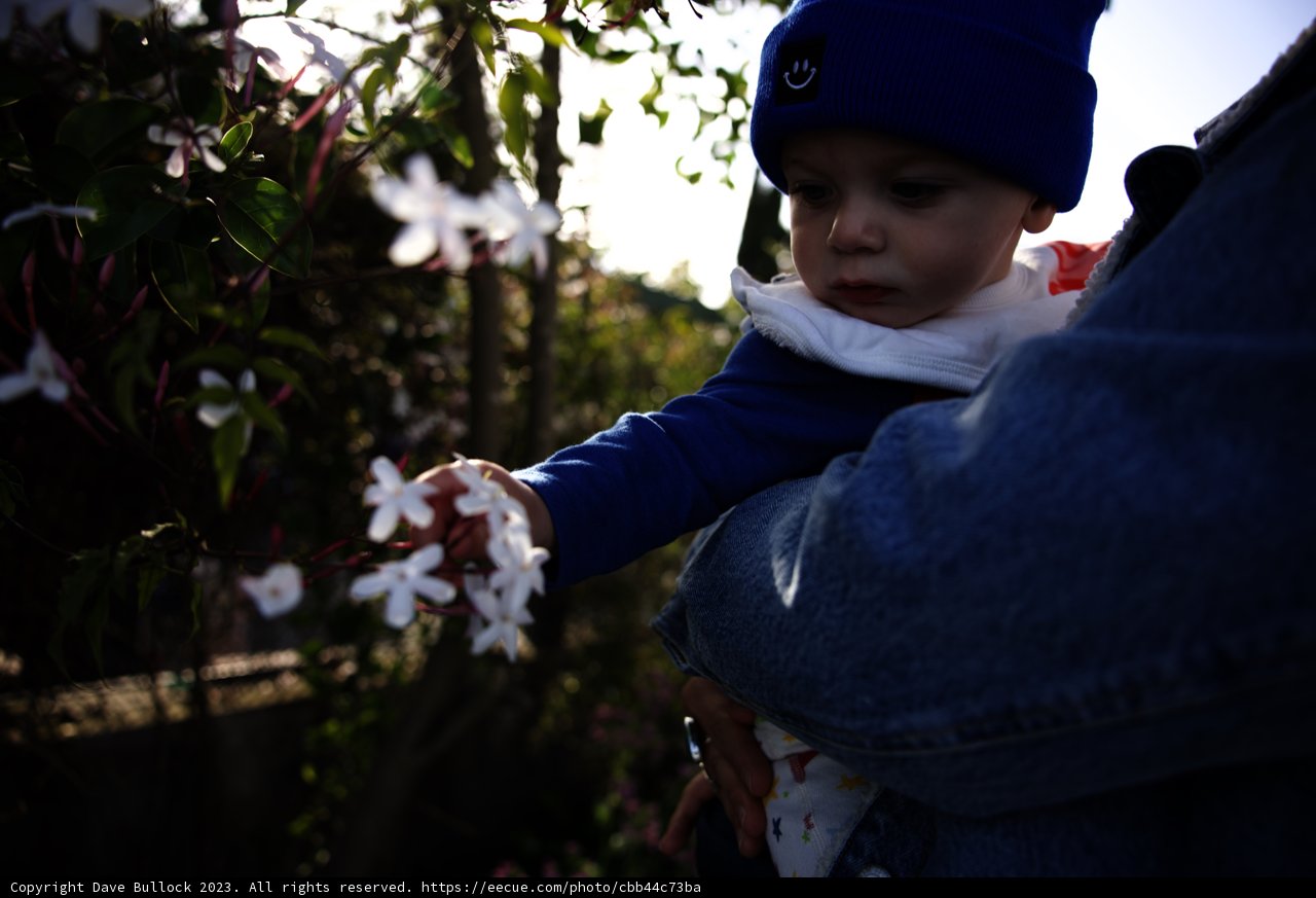 Blossoming Moments in Napa