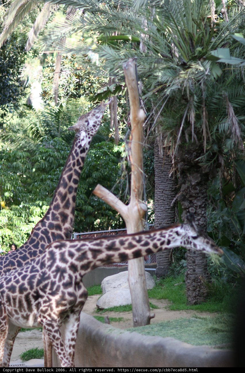 Giraffe Pals at the Zoo