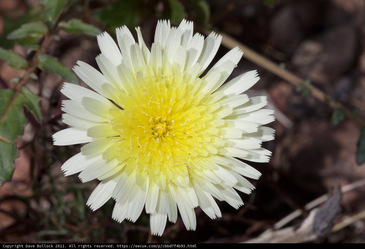 Sunny Daisy Delight