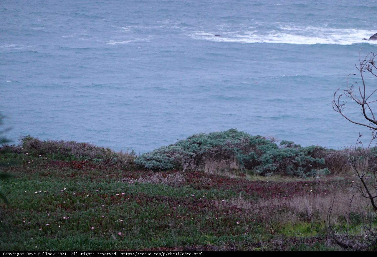 Lone Tree on the Promontory