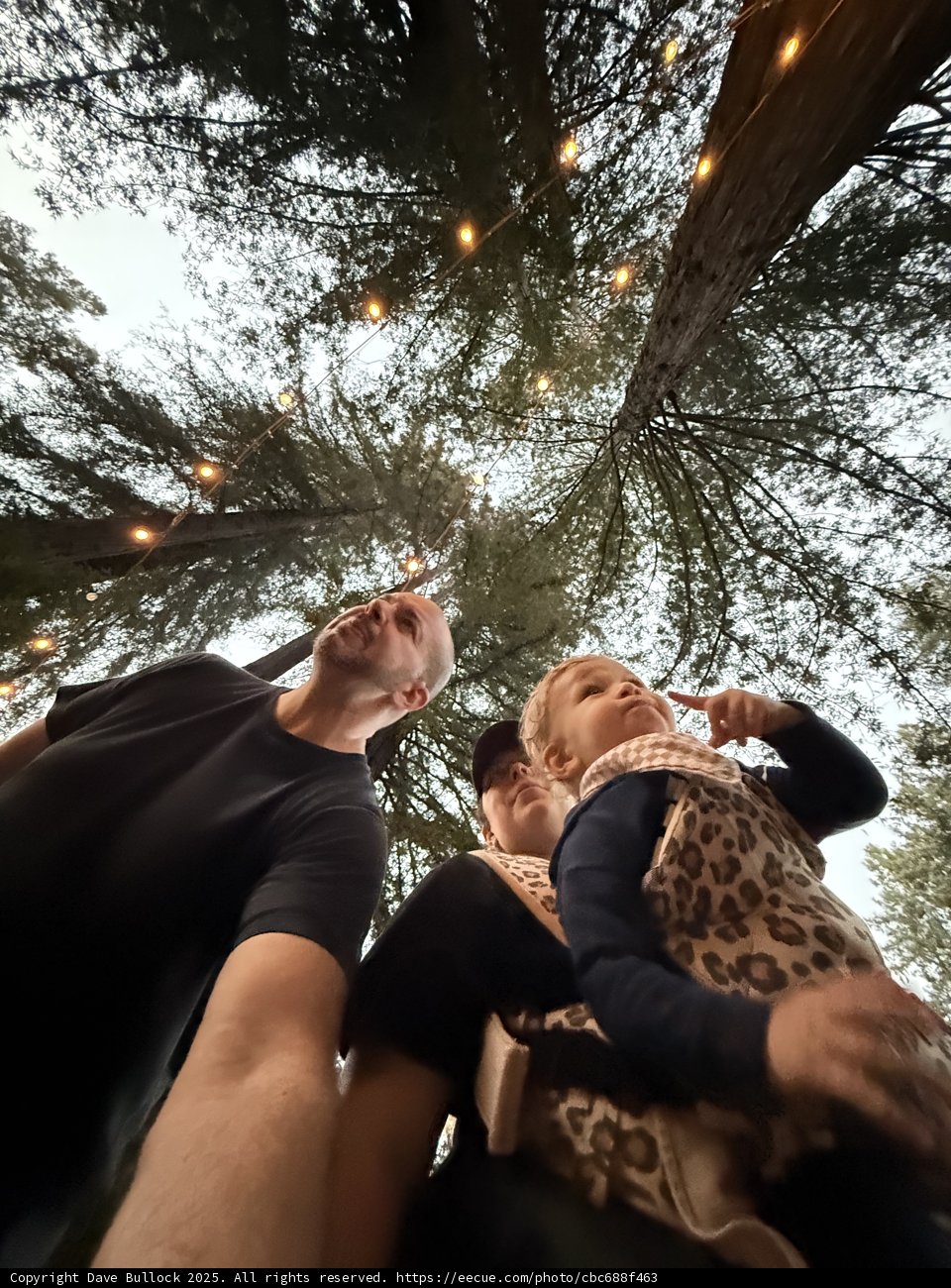 Forest Walk Among Giants