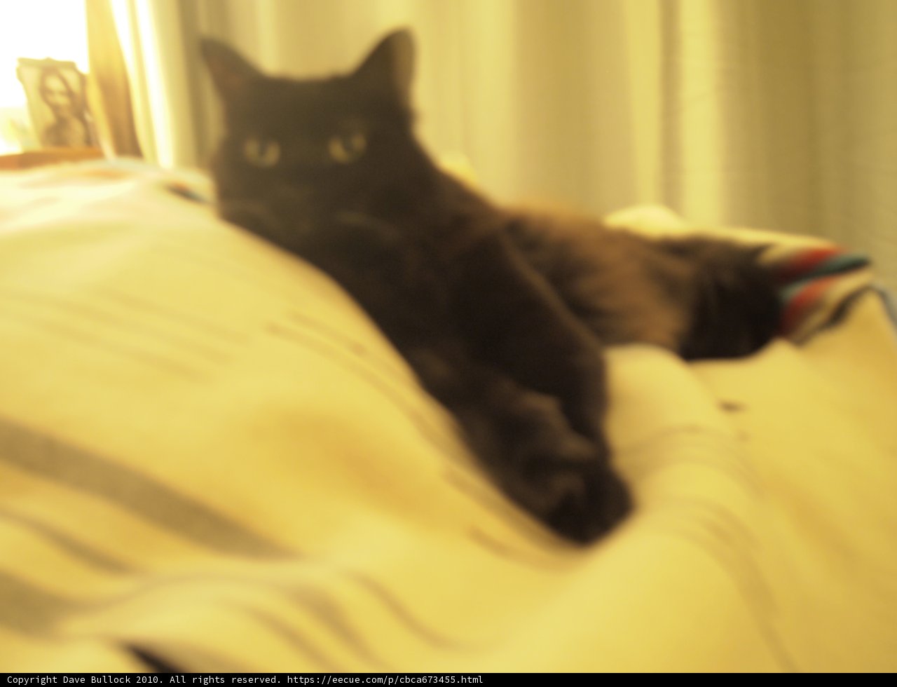Cozy Cat Nap