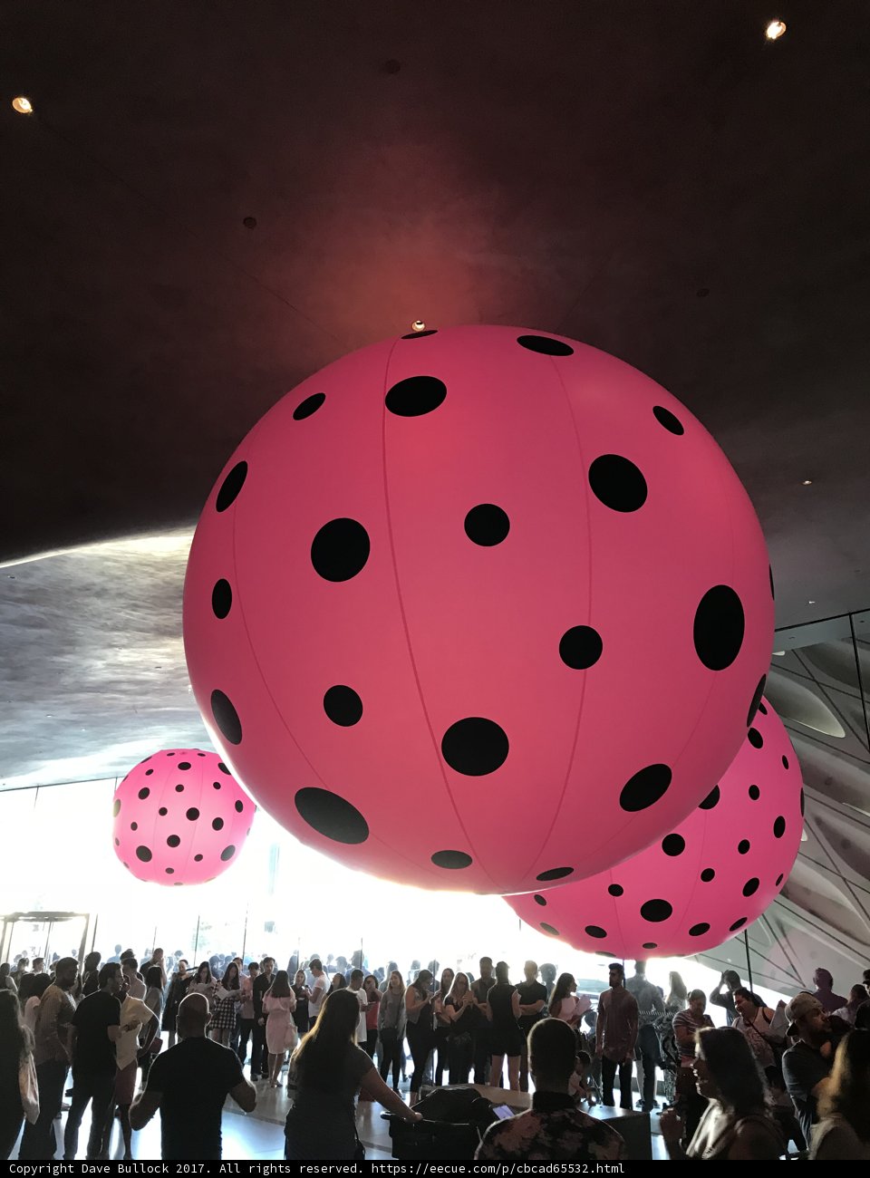 Polka Dot Delight