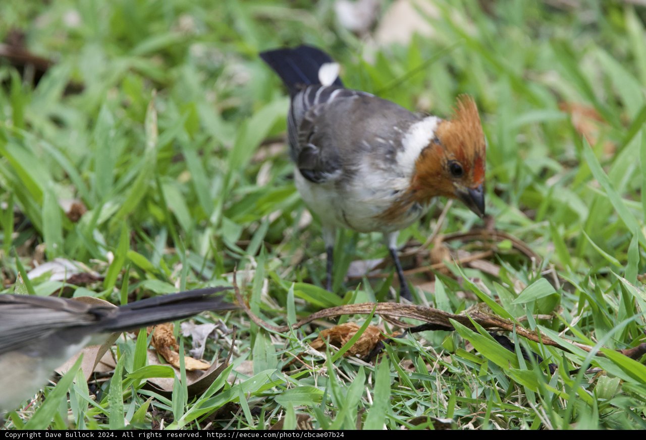 A Glimpse into the Avian Life at Honolulu Zoo