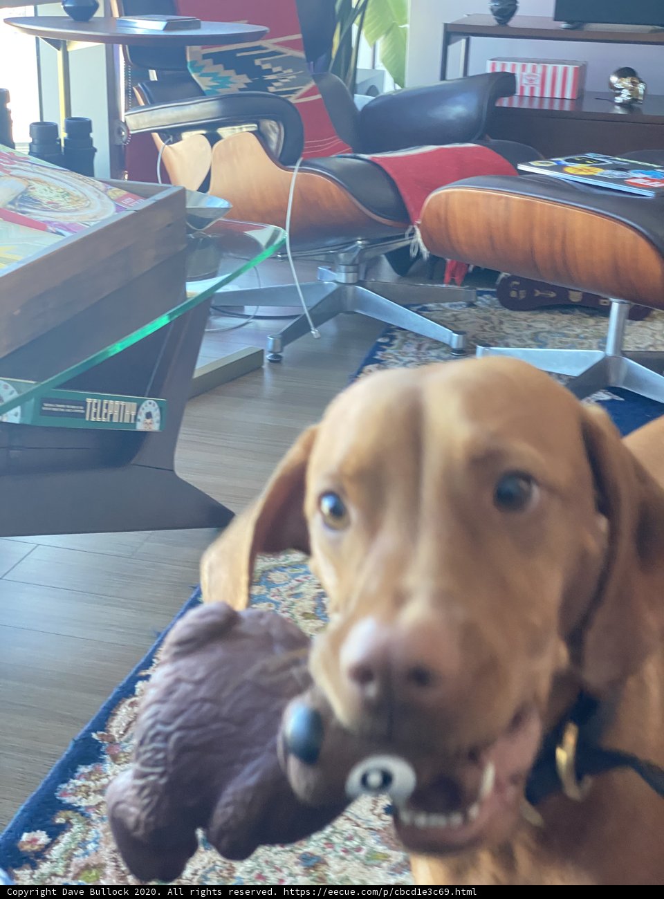 Cute Beagle with Stuffed Animal in Living Room