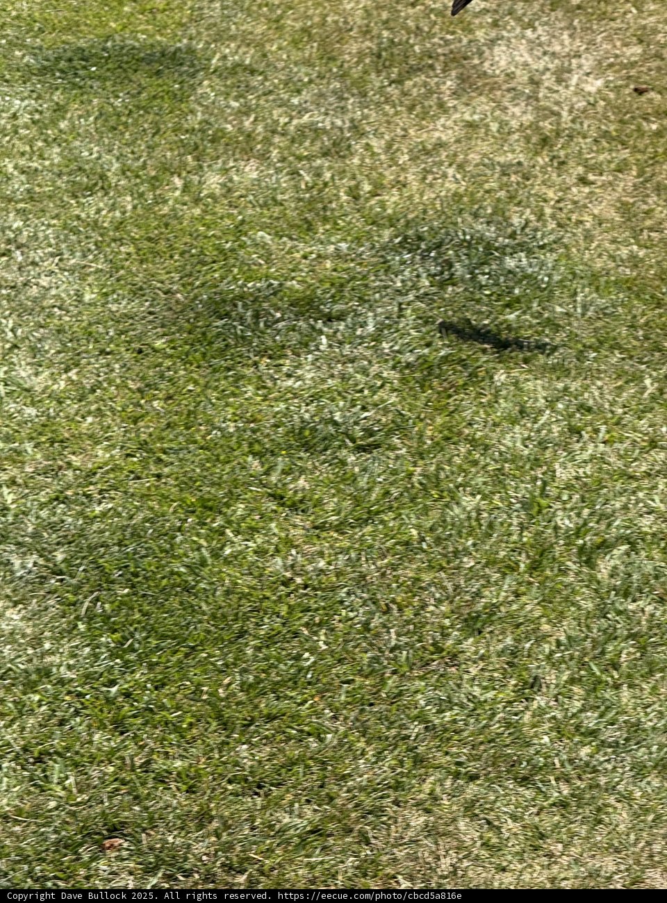 A Flight Above the Field