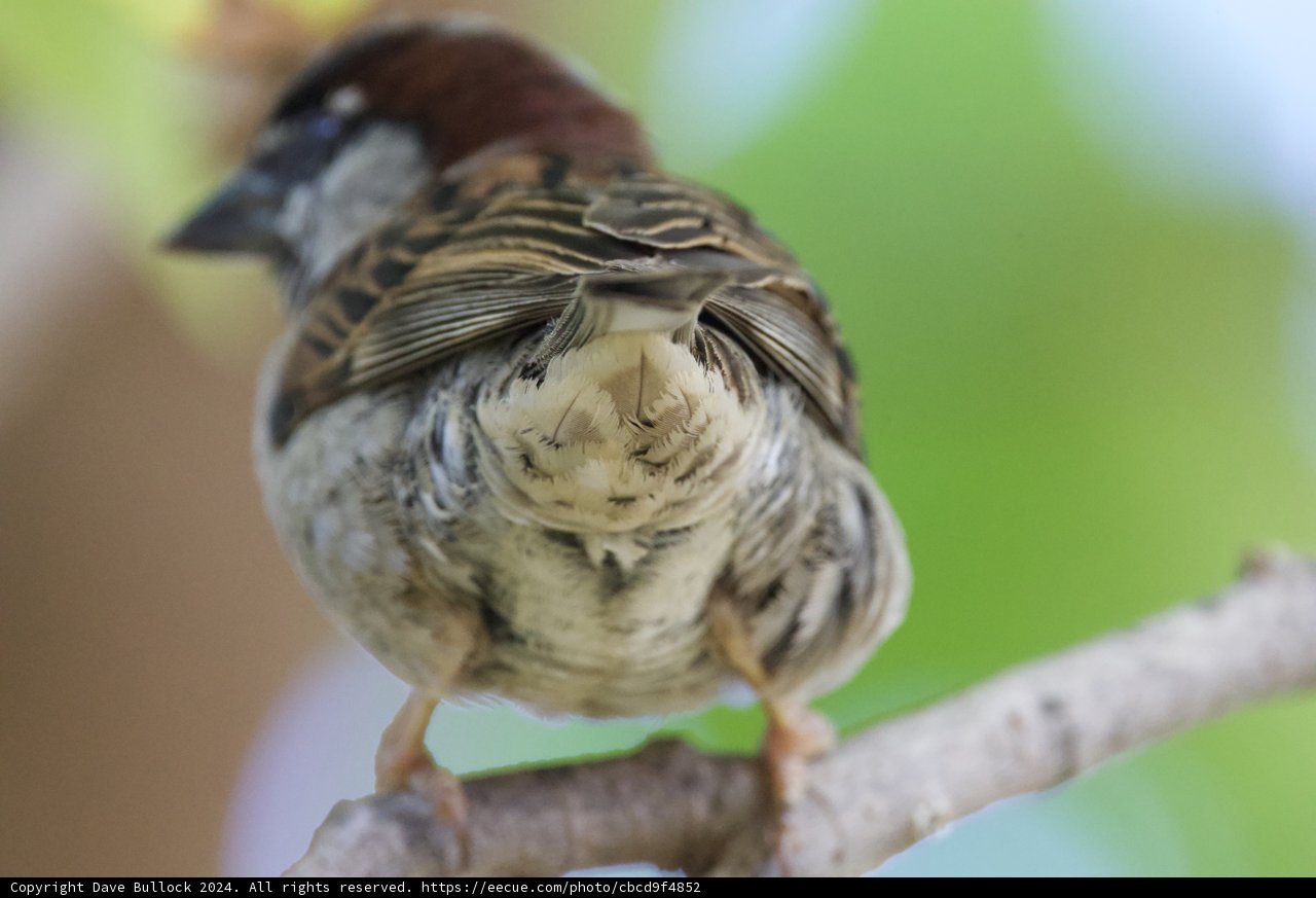 Feathered Serenity: A Sparrow's Repose at Honolulu Zoo