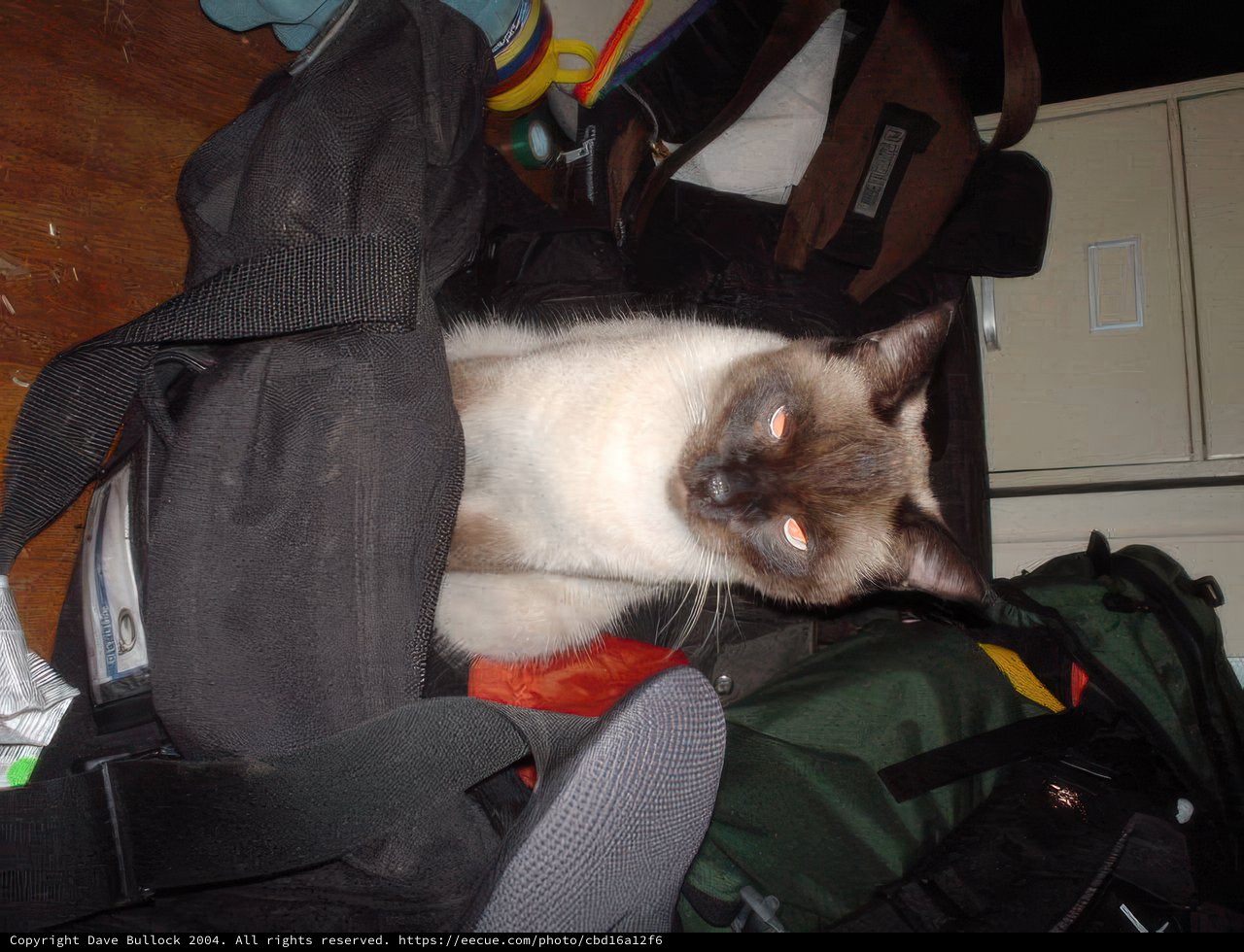 Cattin' Around in a Bag