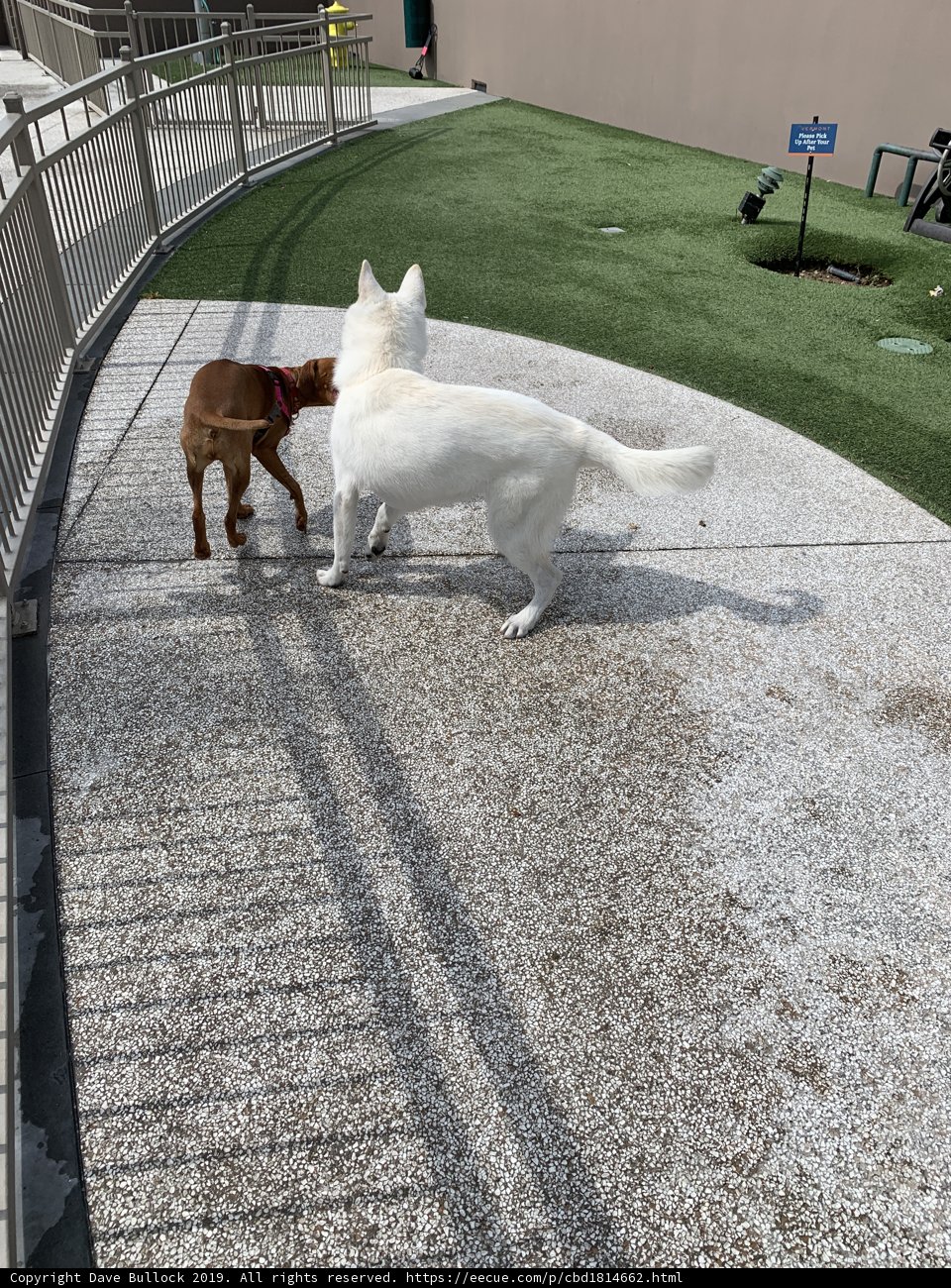 Canine and Feline Fun in the California Sun