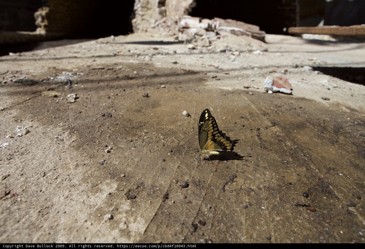 Grounded Butterfly