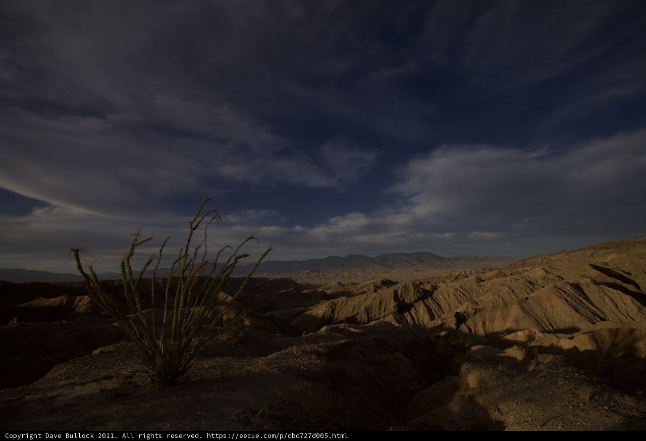 Desert Plant Standing Strong
