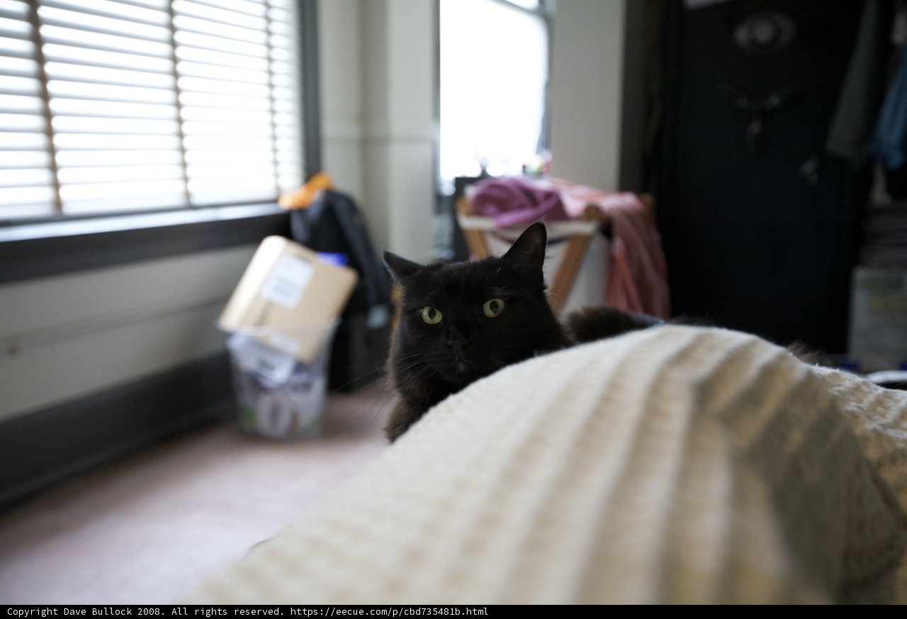 Regal Feline Resting