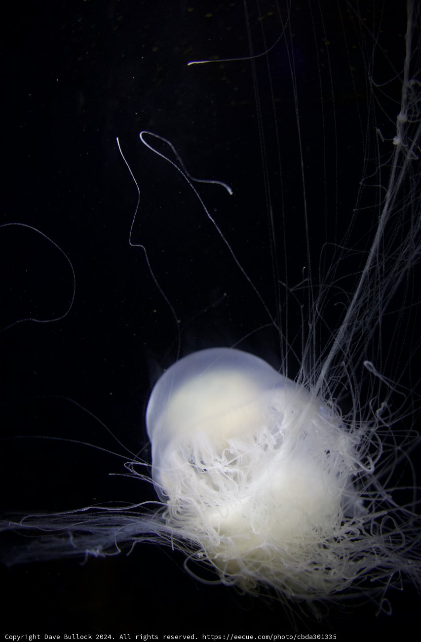 Ethereal Depths: The Enigma of the Jellyfish