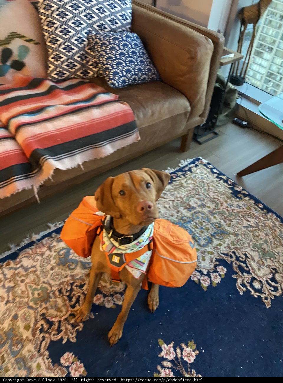 Canine Fashion Statement