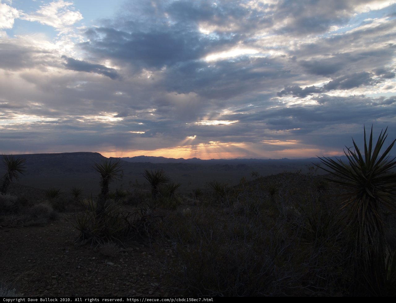 Desert Sunset with Agave Plants