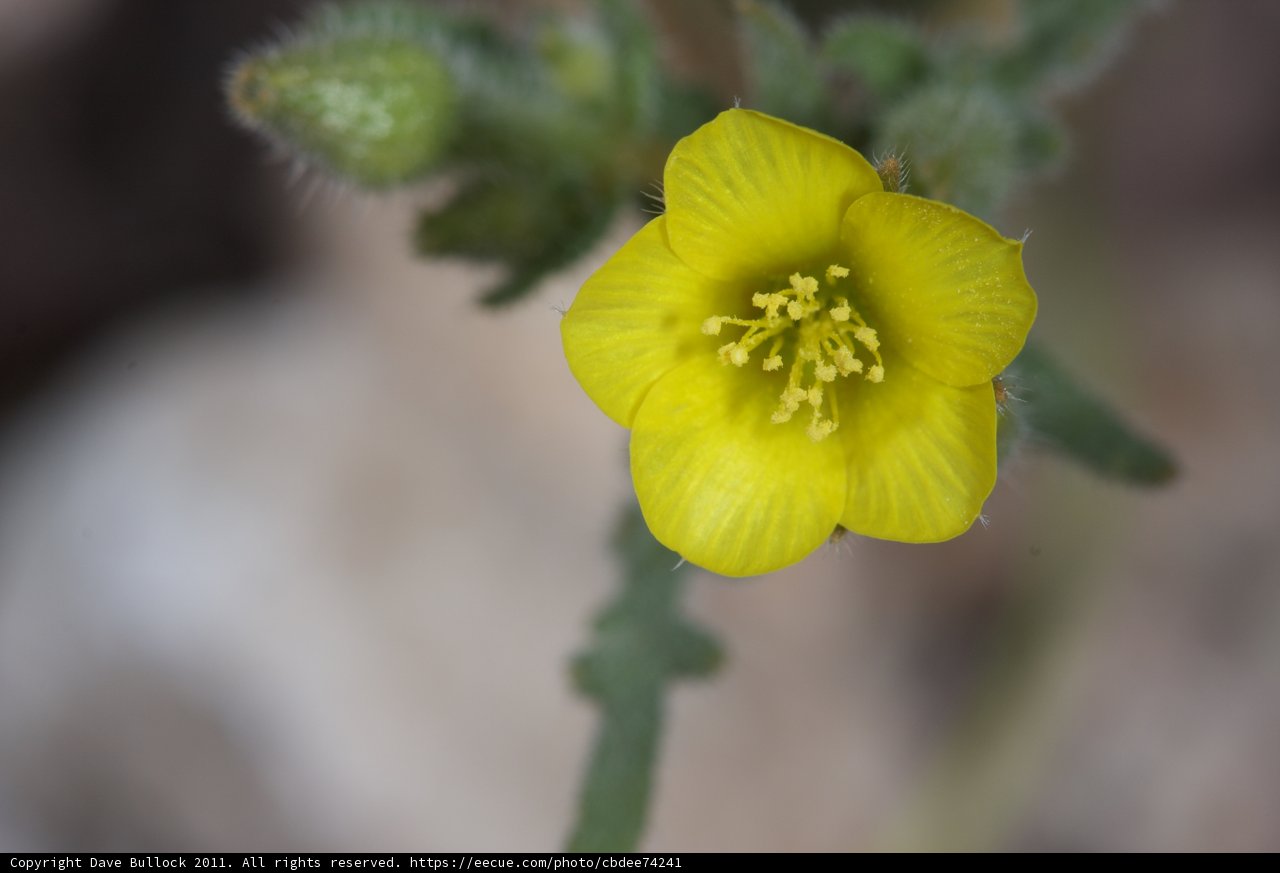 Geranium Pollen Close-Up