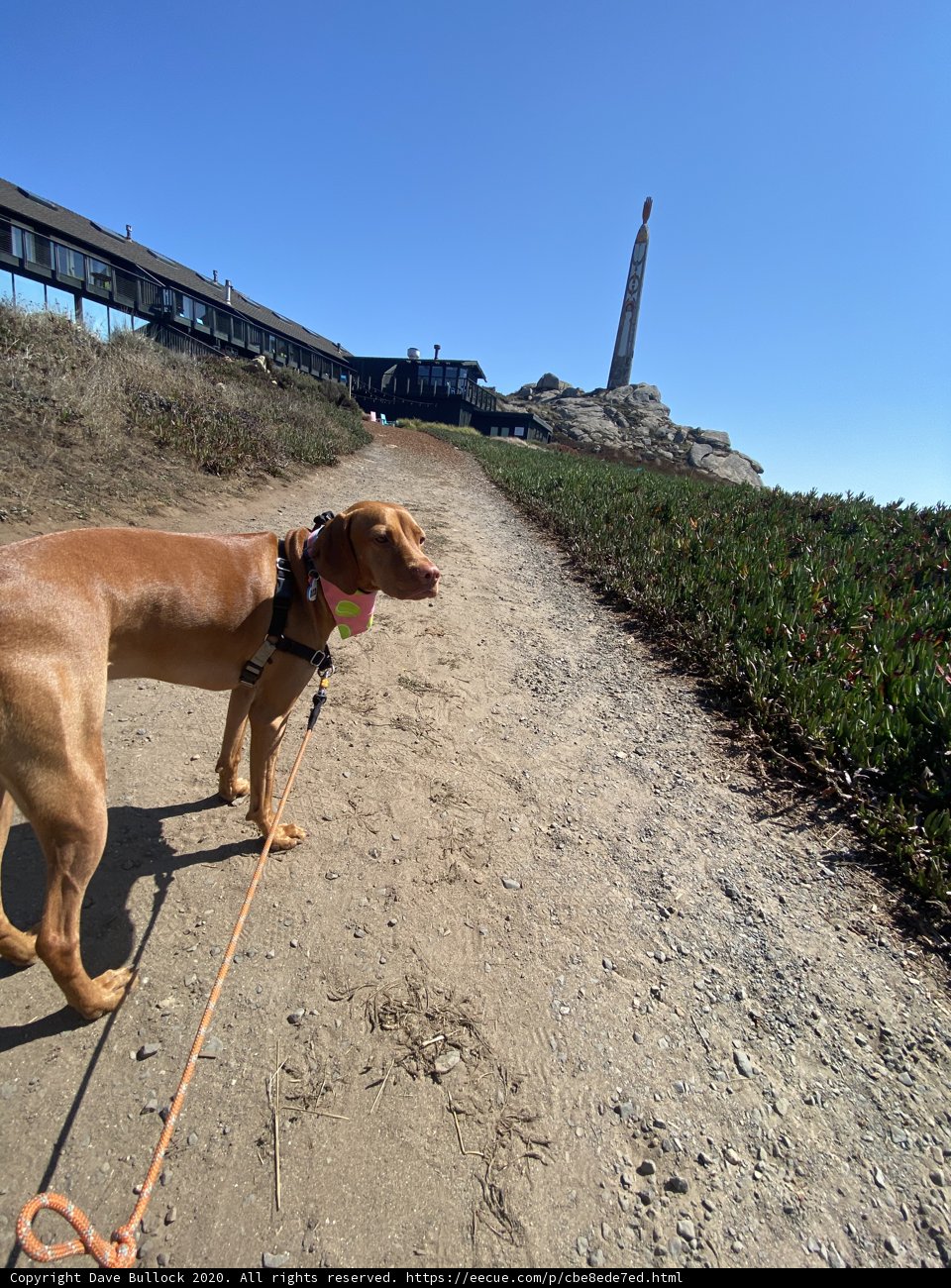 Walk with a Vizsla on a Dirt Path